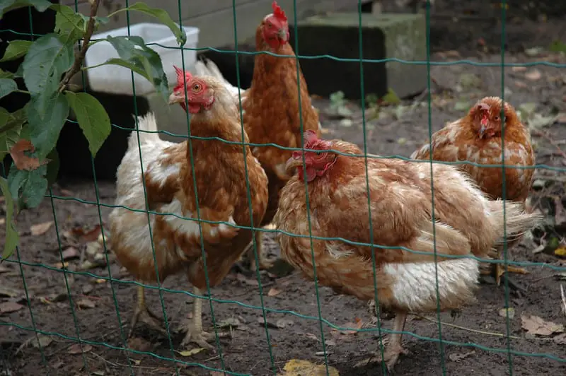 How Do You Keep Your Neighbor’s Chickens Out of Your Yard? (Try These