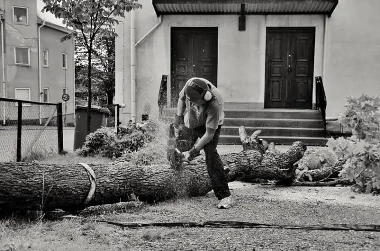 Can Your Neighbor Throw Fallen Tree Branches From Your Overhanging Tree