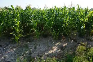 What Are The Pros And Cons Of Living Next To A Cornfield?